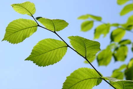 Plant summer sky