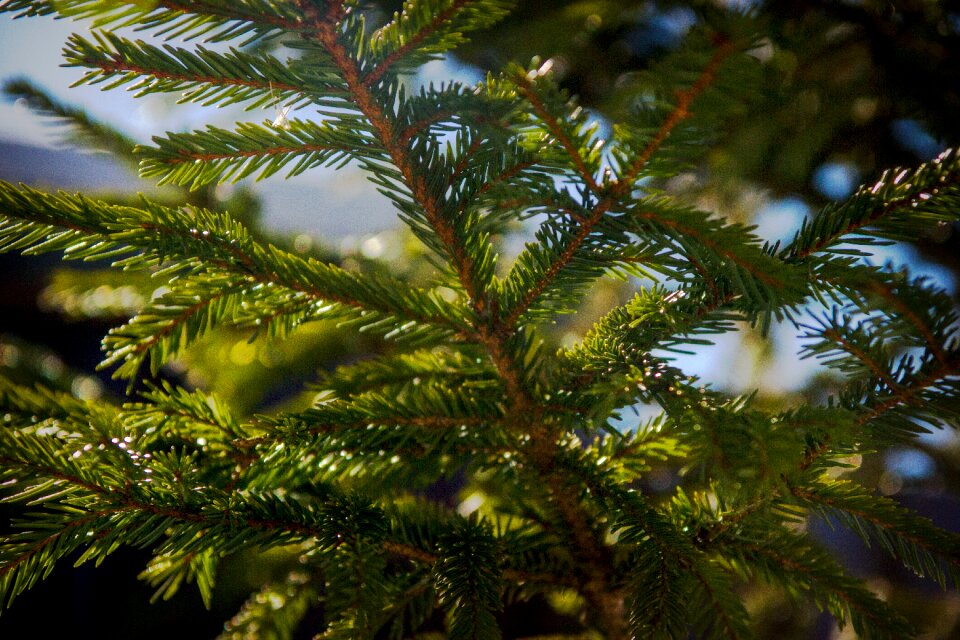 Needles nature green