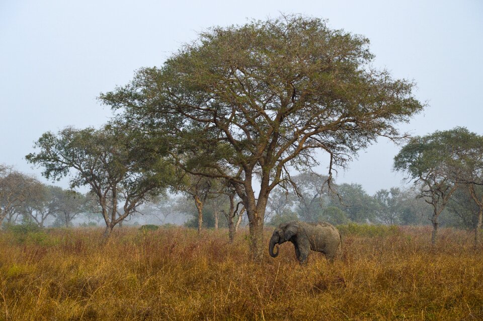 Solitaire safari pachyderm