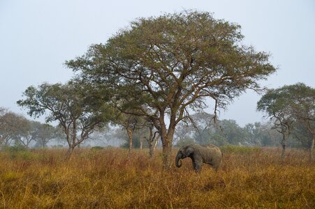 Solitaire safari pachyderm