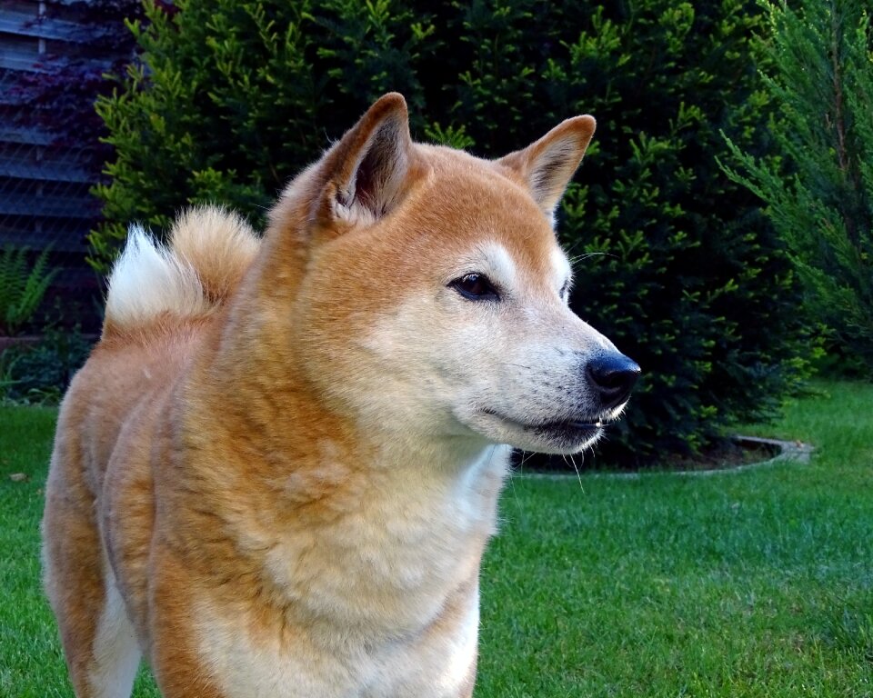 Animal portrait shiba pointed ears