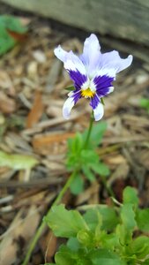 Pansy flower purple