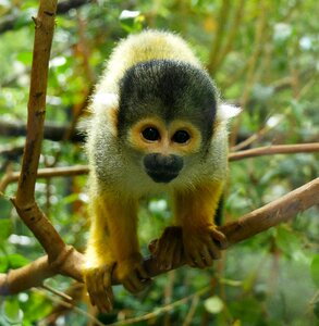 Mammal cute squirrel monkey