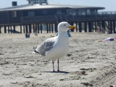 Seevogel bird animal portrait photo