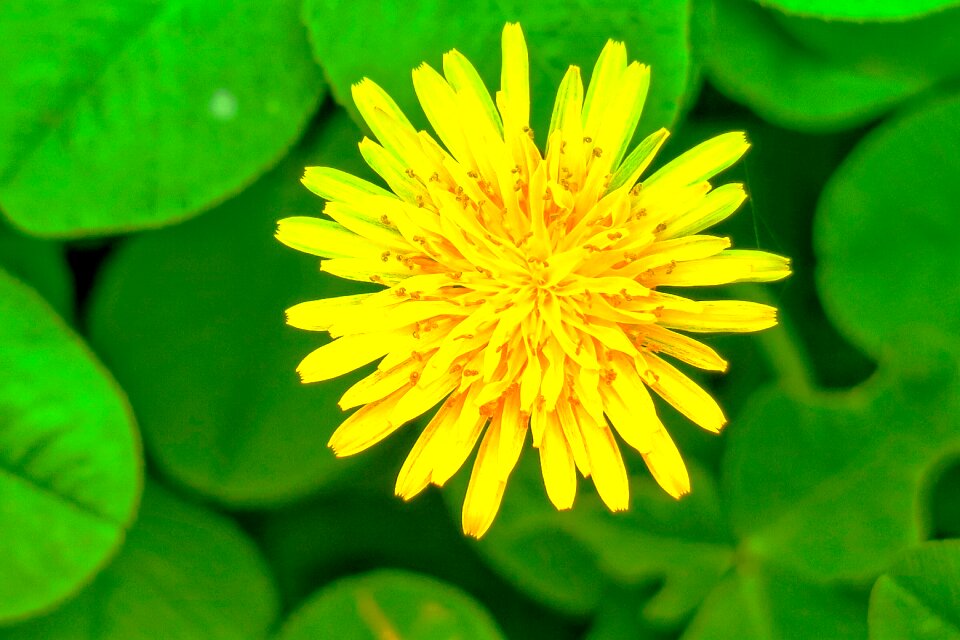 Bloom plant hua xie