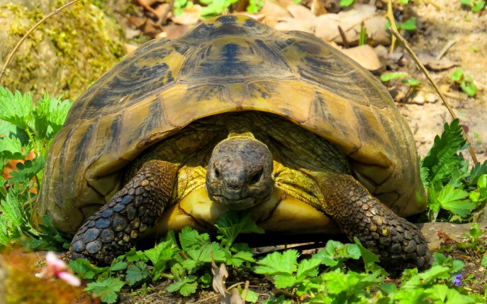 Reptile slowly tortoise