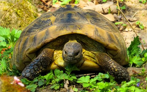 Reptile slowly tortoise photo