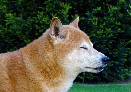 Animal portrait shiba pointed ears photo