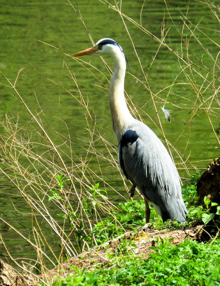 Heron nature water