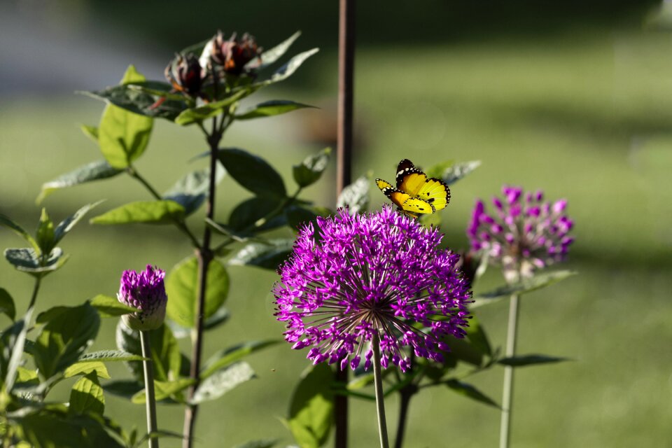 Flower butterfly nature