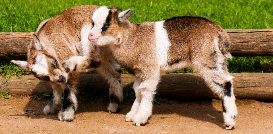 Pet goats young goats photo