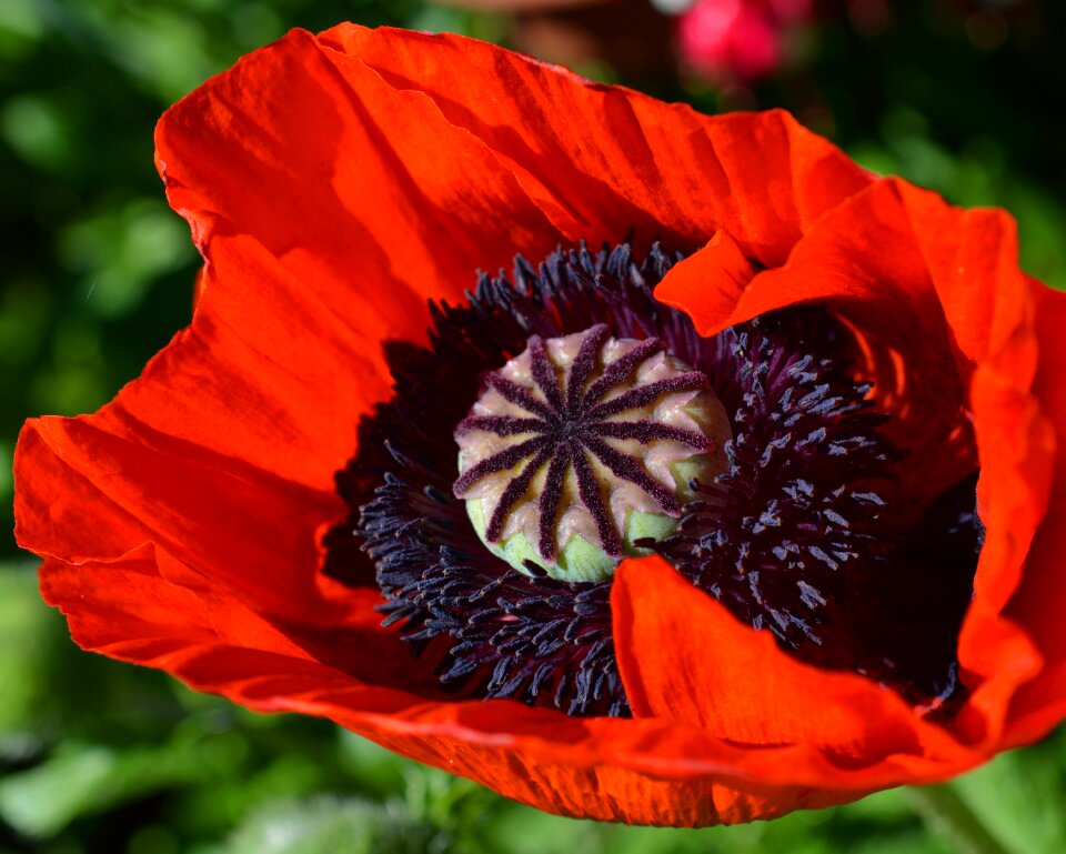 Bloom close up red photo