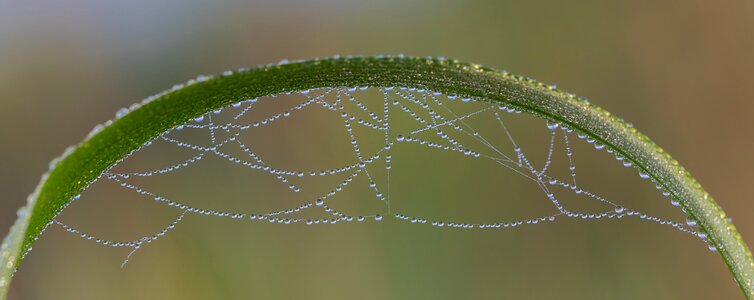 Chain cobweb morgentau