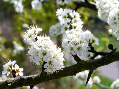 Spring bloom white flowers photo