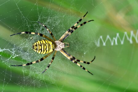 Argiope bruennichi female spider photo