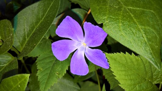 Blue violet evergreen leaves ground cover photo