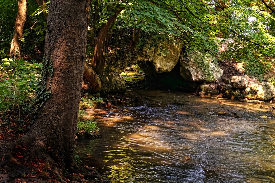Water forest rock