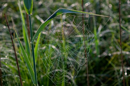 Dewdrop cobwebs beaded