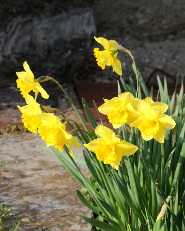 Bloom garden nature