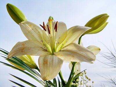 Lily white flower Free photos