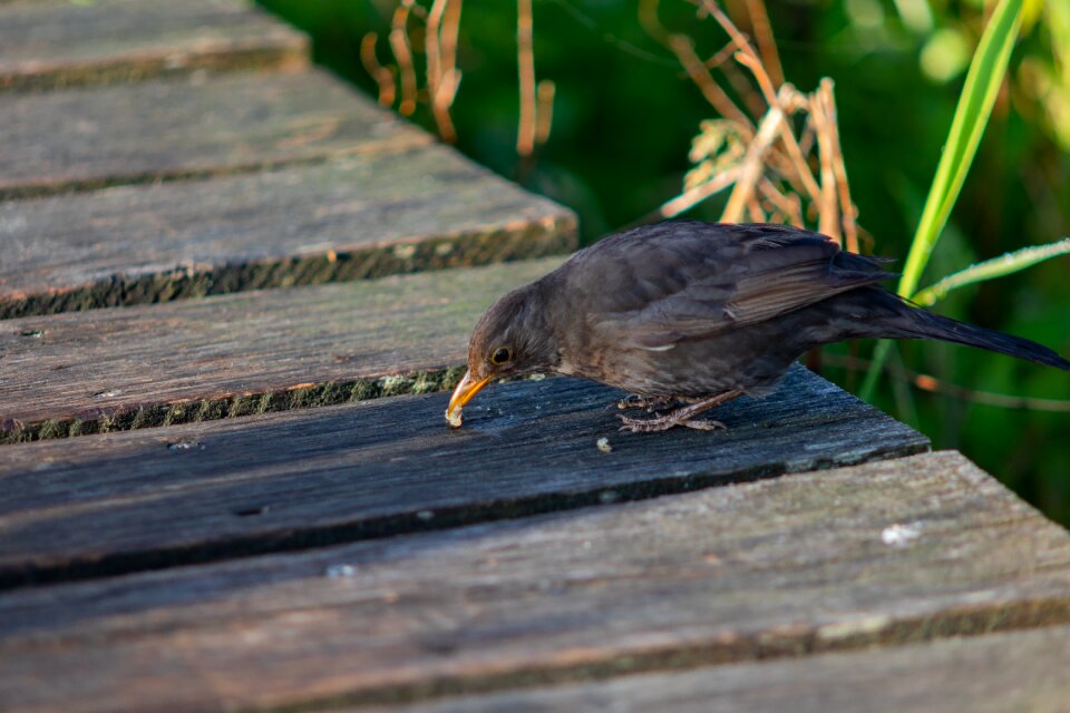Blackbird female nature reserve nature
