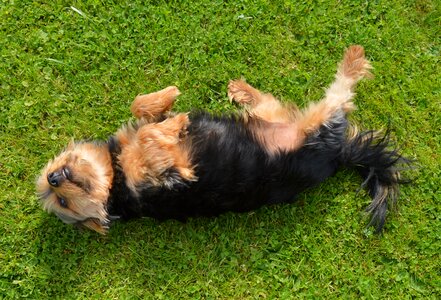 Samy dog pet