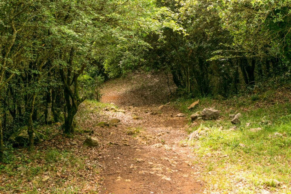 Landscape forests nature