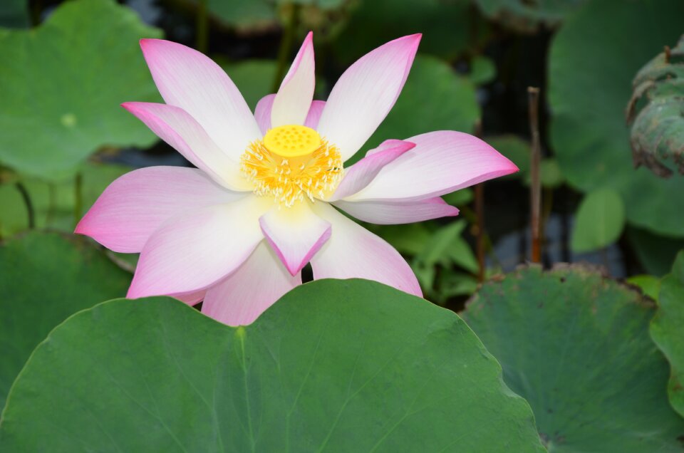 Blooming water fresh