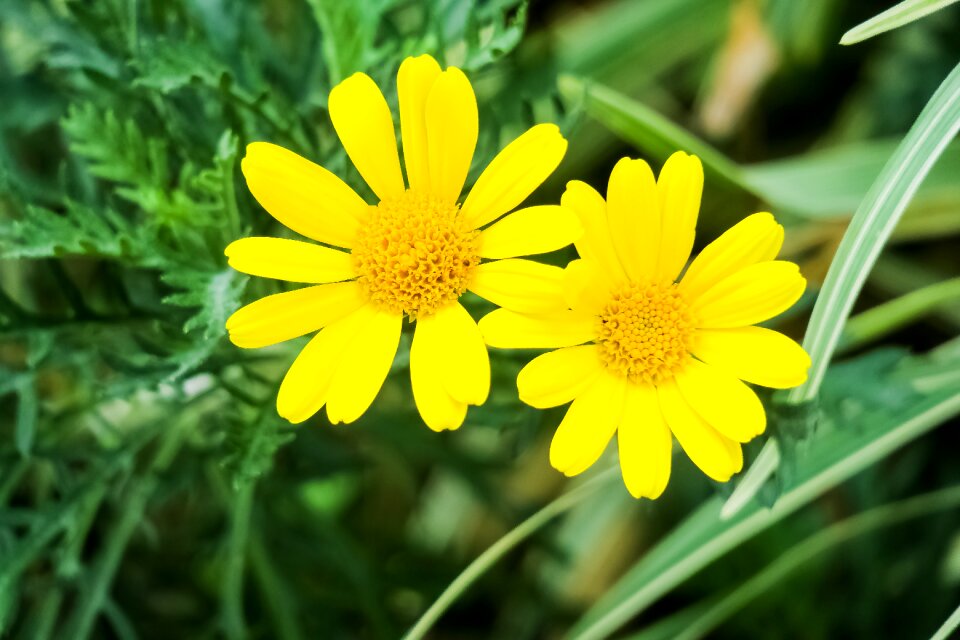 Flower garden leaf