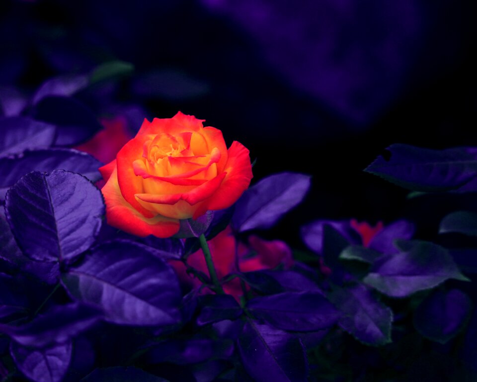 Nature bloom violet