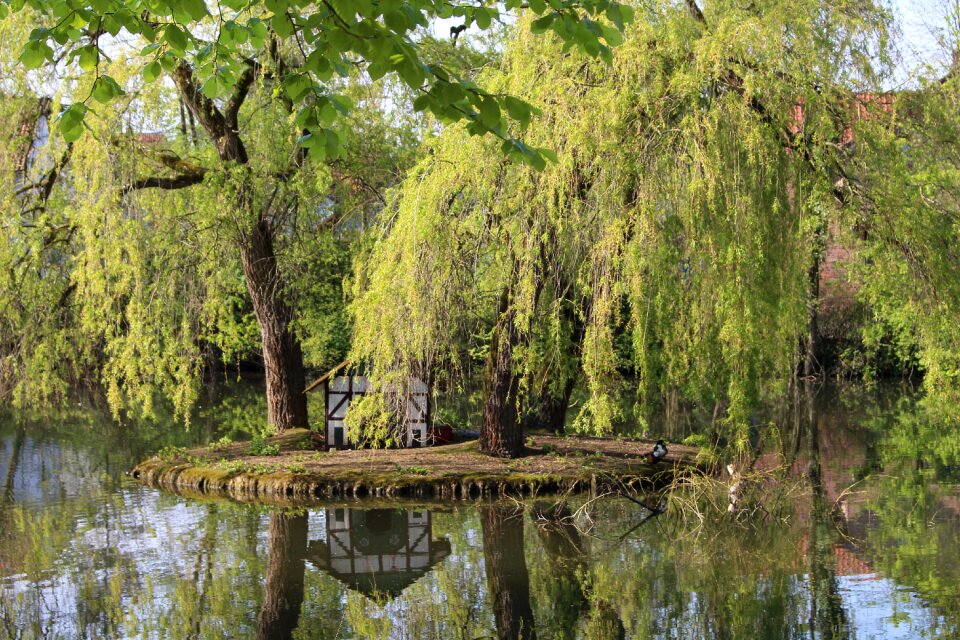 Summer mirror image weeping willow