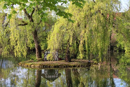 Summer mirror image weeping willow photo