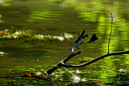 Flying water summer