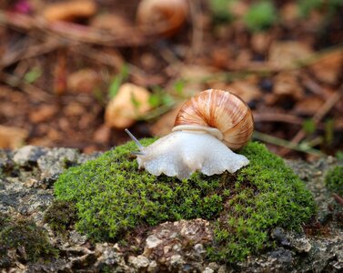 Animal green snails