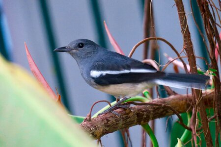 Common birds wings wild