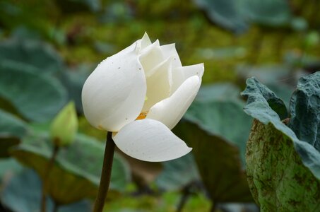 Blooming water fresh