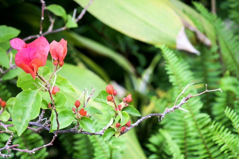 Flower outdoor garden