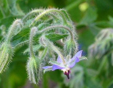 Culinary herbs vegetable garden medicinal plant