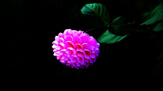 Plants beautiful korea