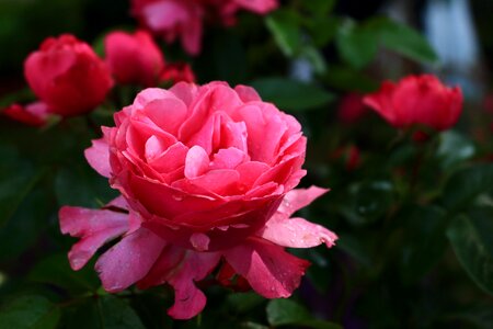 Pink scent of roses raindrop photo