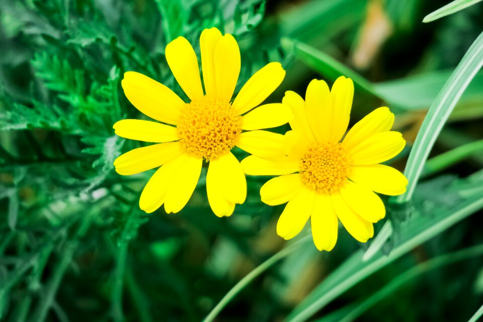 Flower garden leaf