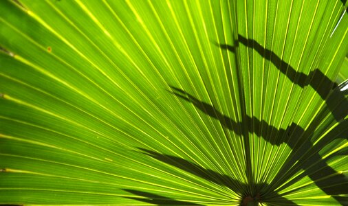 Frond fern plant photo