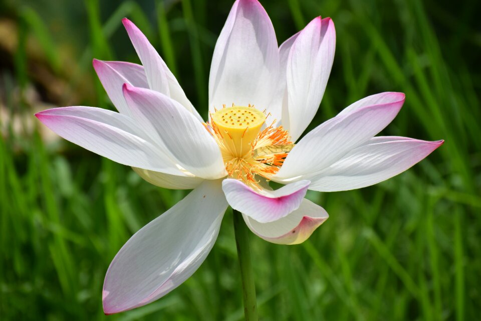 Pink blossom nature