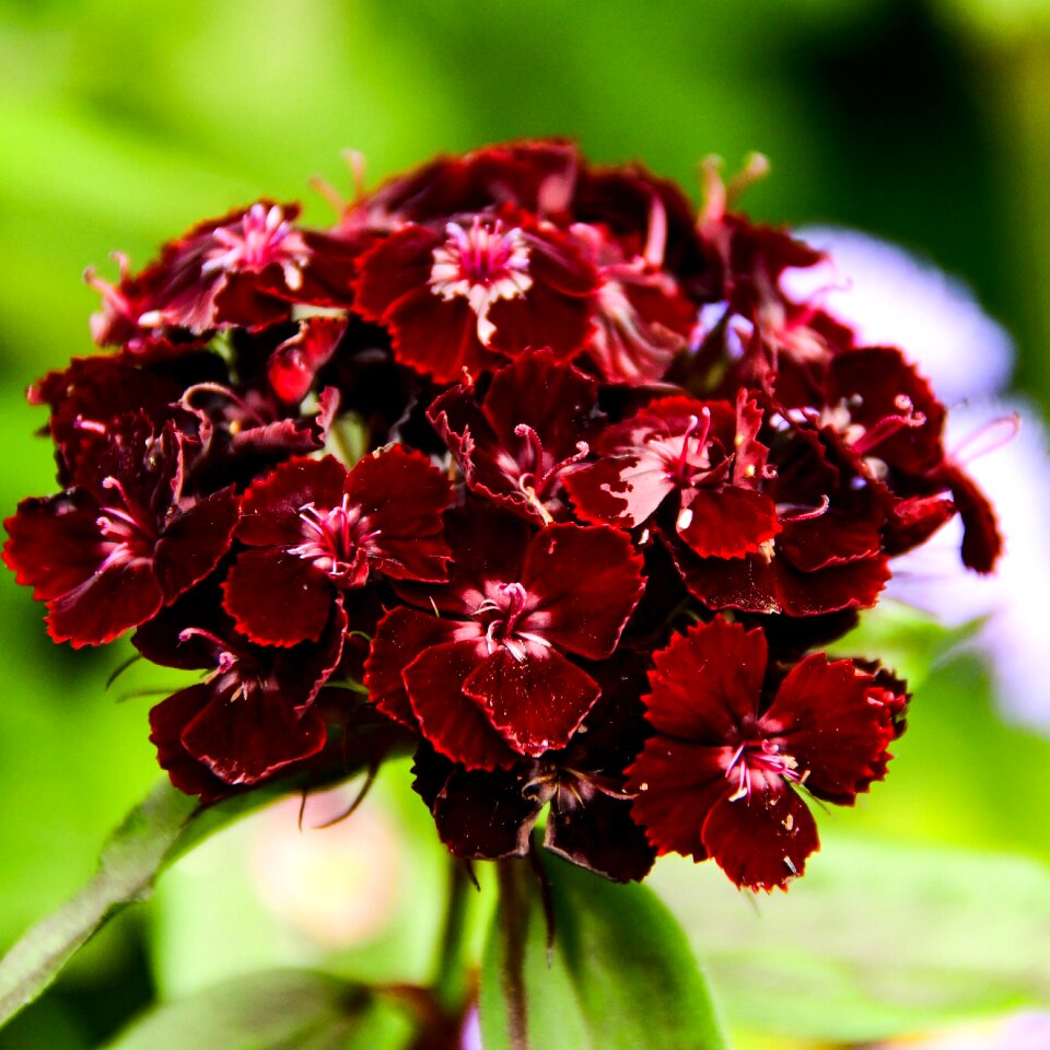 Ant summer dark red