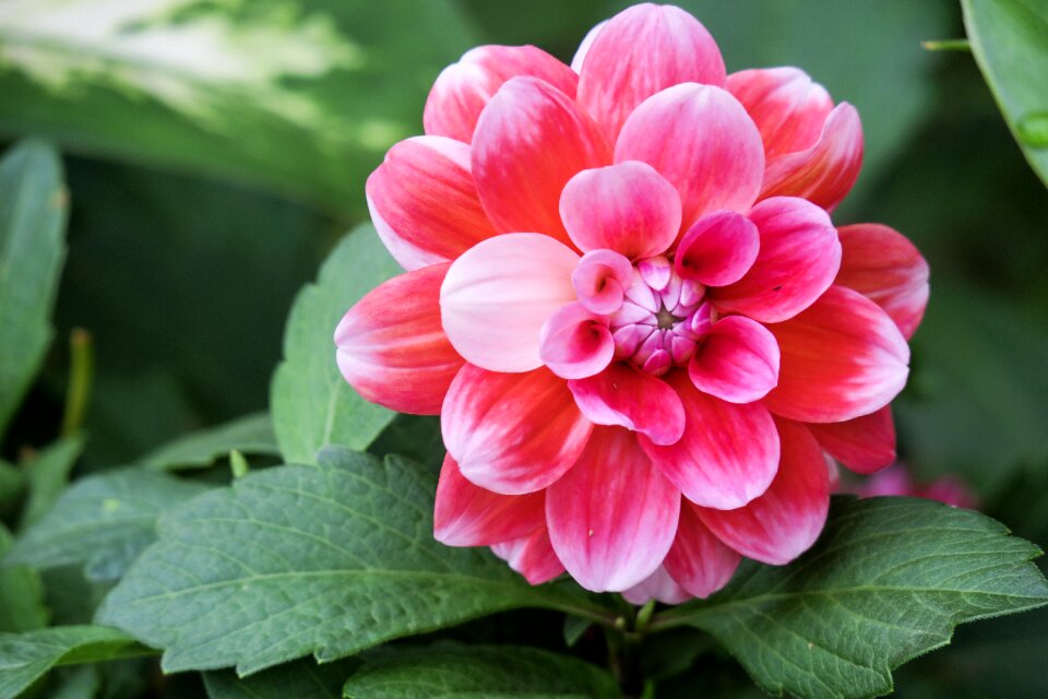 Plant leaf flower's
