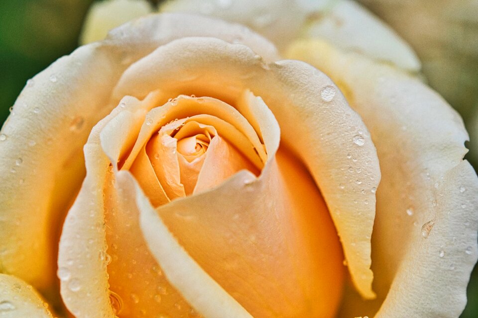 Yellow garden rose blossom