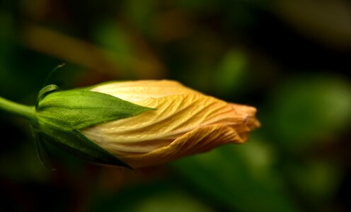 Hibiscus flower closed bud