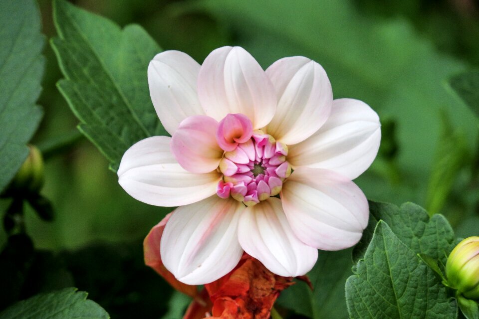 Leaf garden flower's