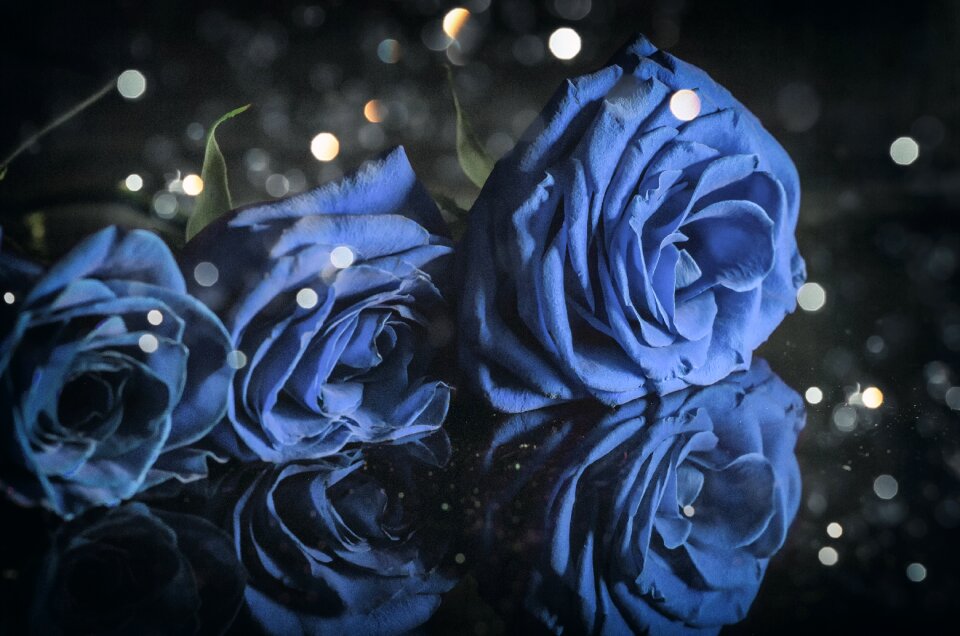 Plant bokeh blur
