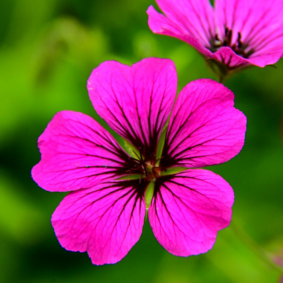Ant summer pink
